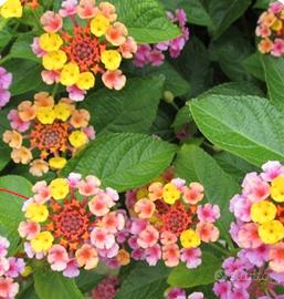 Semi Lantana e Glicine + piantine Calle e Fresie