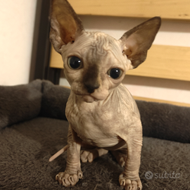Cucciola Canadian Sphynx
