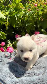 Siberian husky con pedigree