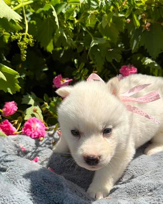 Siberian husky con pedigree