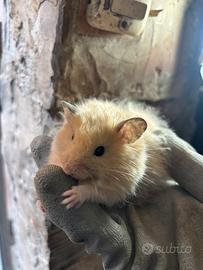 Criceto dorato
