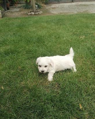 Maltese cuccioli