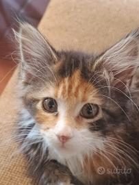 Cuccioli di Maine coon