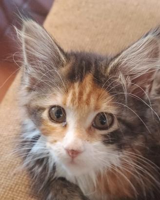 Cuccioli di Maine coon