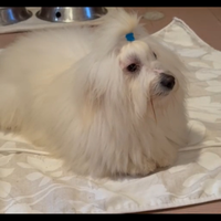 Coton de Tulear vendita