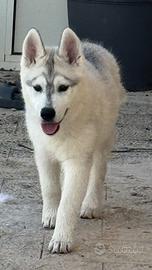 Siberian husky pedigree