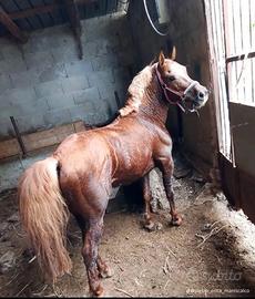 Cavallo intero