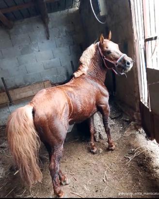 Cavallo intero