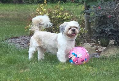 Adozione shih tzu cane
