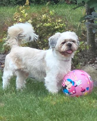 Adozione shih tzu cane