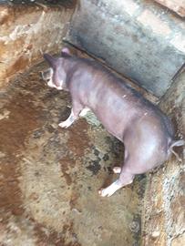 Scrofa petrain