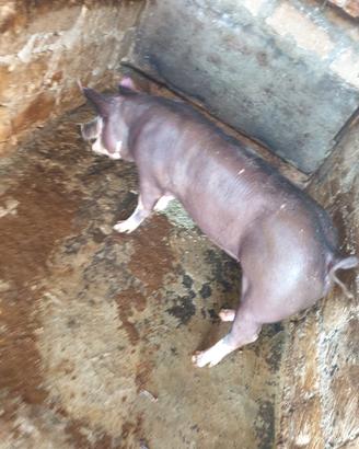 Scrofa petrain