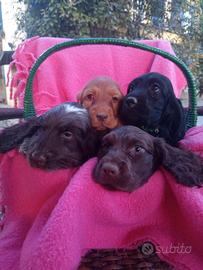 Cuccioli di cocker spaniel inglese