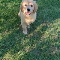 Cucciola Golden Retriever Oro