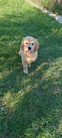 Cucciola Golden Retriever Oro