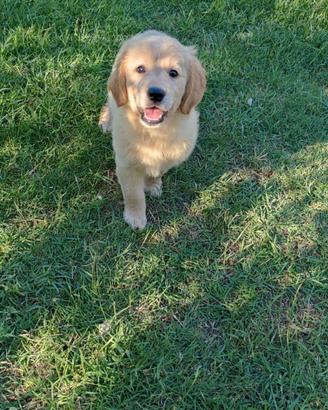 Cucciola Golden Retriever Oro