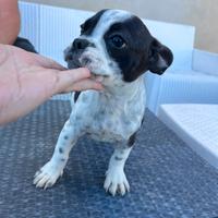 Cucciola di bulldog