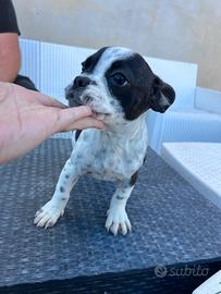 Cucciola di bulldog