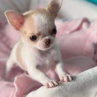 CHIHUAHUA CUCCIOLI TOY bianchi e arancio