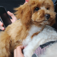 Barboncina mini Toy red