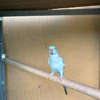 Parrochetto dal collare