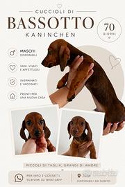 Bassotto kaninchen