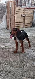 Cane da caccia al coniglio