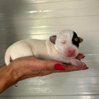 Cuccioli jack russel