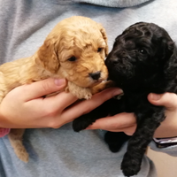 Cuccioli di barboncino