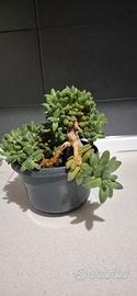 pianta grassa