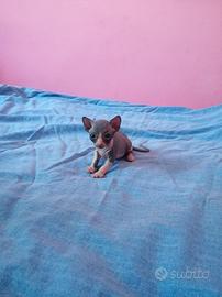 Cucciola di Canadian Sphynx