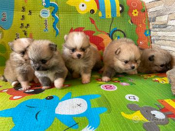 Cuccioli spitz pomerania nano