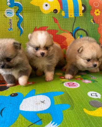 Cuccioli spitz pomerania nano