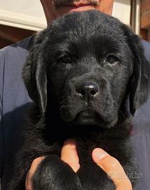 Labrador retriever cuccioli neri