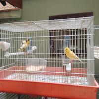 Coppia di canarini +gabbia con accessori