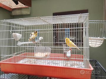Coppia di canarini +gabbia con accessori