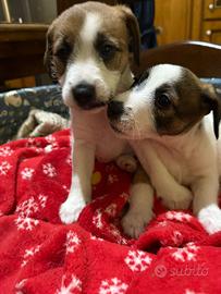 Jack Russell Terrier