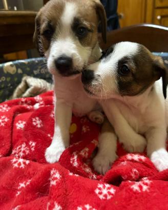 Jack Russell Terrier