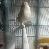 Gloster Unicolore Bianca Femmina 2025