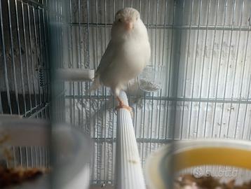 Gloster Unicolore Bianca Femmina 2025