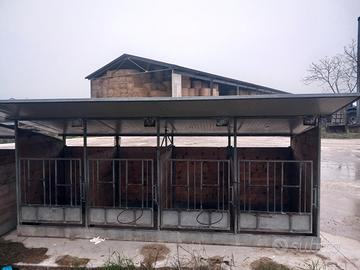Box svezzamento vitelli 