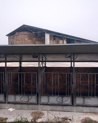 Box svezzamento vitelli 