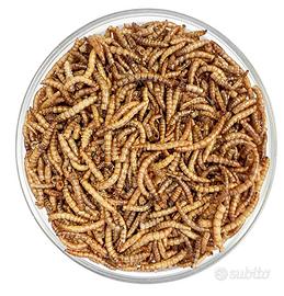 Tarme della farina e blatte Dubia, spedisco