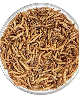 Tarme della farina e blatte Dubia, spedisco