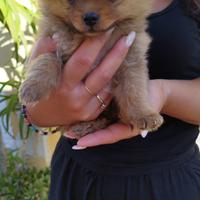 Volpino di Pomerania Spizt tedesco