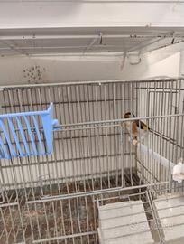 Animali uccelli