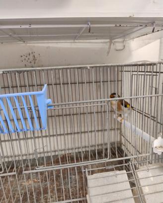Animali uccelli