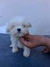 maltese-coreani