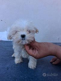 Maltese coreani