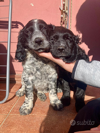 Breton espaniel tedesco